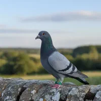 کفتر مسافتی ماده