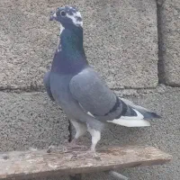 سه تا کبوتر|پرنده|آشخانه, |دیوار