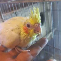 عروس هلندی سرلاکی