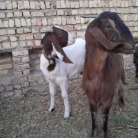 بزغاله دورگ