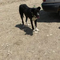 یک عددسگ ماده