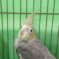 عروس هلندی دوتا بخر ۳ تا ببر|پرنده|قائمشهر, |دیوار