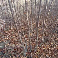 رقم های مختلف نهال مقاوم به سرما درنهالستان|خدمات باغبانی و درختکاری|بروجرد, |دیوار