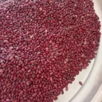 فروش لوبیا قرمز چی تی|خوردنی و آشامیدنی|مرودشت, ثبت احوال|دیوار