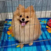 پامر بالغ (خرسی،عروسکی و روباهی)|سگ|شیراز, دروازه قران|دیوار