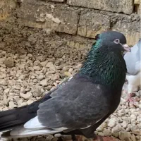 خوشرنگ سیاه