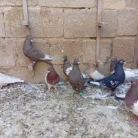ده تا ماده رنگی|پرنده|جهرم, |دیوار