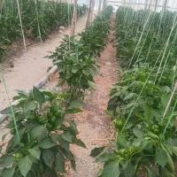فروش گلخانه چوبی
