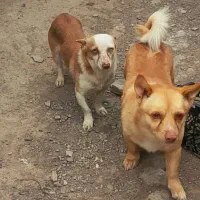 یک جفت پاکوتاه بسیار خانگی