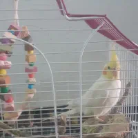 عروس هلندی سخنگو