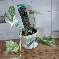 مونسترا برگ انجیر ی ابلغ