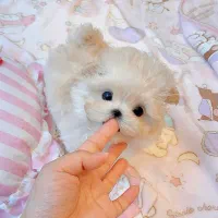 پودل کوچولو|سگ|مشهد, اقبال|دیوار