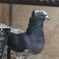 کفتر|پرنده|سپیدان, |دیوار