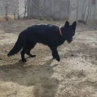 سگ ژرمن ماده فروشی|سگ|بروجرد, |دیوار