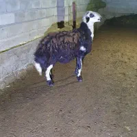 بره قوچ کله سفید