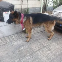 سگ ژرمن پیدا شده.پونک