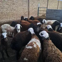 فروش بره نر وماده|حیوانات مزرعه|بشاریات, |دیوار