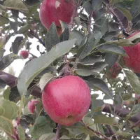 سیب|خوردنی و آشامیدنی|سراب, |دیوار