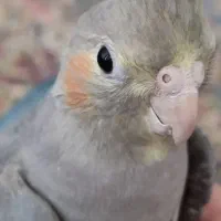 جوجه عروس هلندی