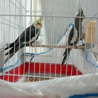 طوطی عروس نر ماده مودل بسیار سر حال شیطون