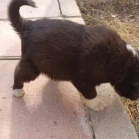 واگذاری توله نر قدرجونی|سگ|باقرشهر, |دیوار