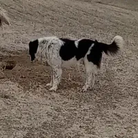 سگ گله قدریجانی