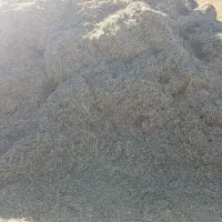 یونجه|خدمات باغبانی و درختکاری|کامیاران, |دیوار