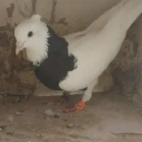 کبوتر طوقی سیاه|پرنده|بوشهر, |دیوار