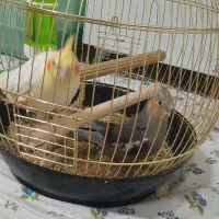 جوجه عروس هلندی|پرنده|اندیشه, اندیشه فاز ۴|دیوار