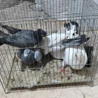 کبوتر|پرنده|شاهین‌شهر, پارک بانک استان|دیوار