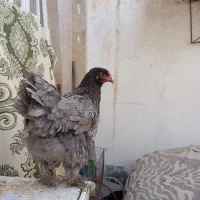 مرغ وخروس برهمای اصیل|حیوانات مزرعه|تربتحیدریه, بالا ولایت|دیوار