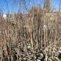 کاشت و فروش درخت شلیل مقان زود بار ده