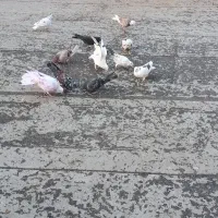 کبوتر گرفتنی