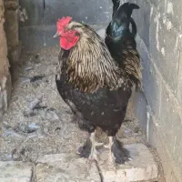 2 تا خروس برهما