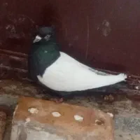 کفتر بشرط همه نرماده سینه پرشی جوجه ۱تمن