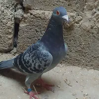 کفتر مسافتی درجه ا نژاد جان آردن|پرنده|کازرون, |دیوار