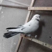 کبوتر|پرنده|کرمانشاه, |دیوار