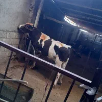 فقط، داشتی جنس اصلی|حیوانات مزرعه|گتوند, |دیوار