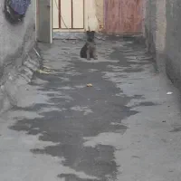 سگ ژرمن شپرد اصیل وارداتی|سگ|تبریز, |دیوار