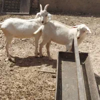 فروش دام