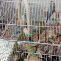 مرغ عشق|پرنده|اردبیل, |دیوار