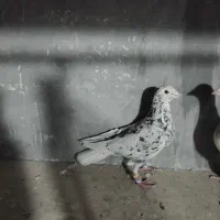 کبوتر هفت رنگ فروشی