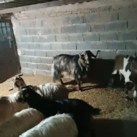 بز بزغاله نربز