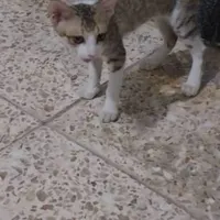 واگذاری گربه ماده