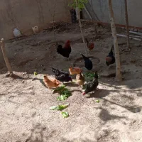 فروش مرغ وخروس