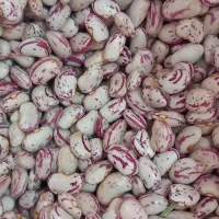 فروش لوبیا قرمز و چیتی.درجه یک|خوردنی و آشامیدنی|بزینه رود, |دیوار