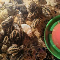 جوجه بلدرچین|حیوانات مزرعه|نیمروز, |دیوار