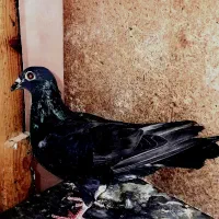 کلاغ نر پرشی