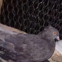 کبوتر ماده مست