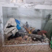 اکواریوم باوسایل